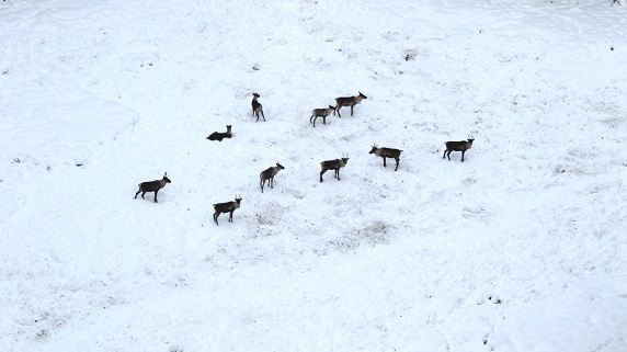 Photos of caribou