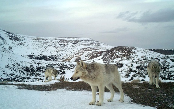 Three wolves on a windswept ridge in the Itcha Ilgachuz caribou range