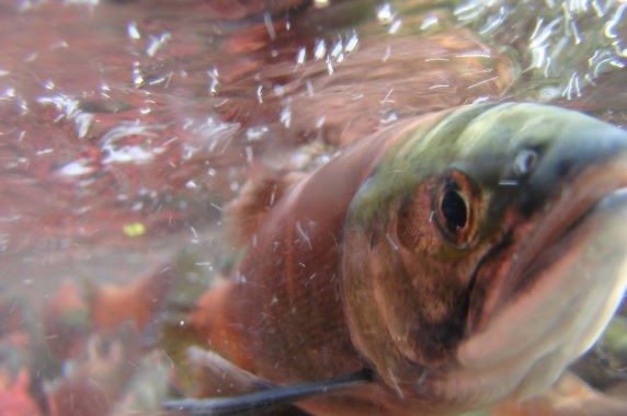 Salmon swimming in a river