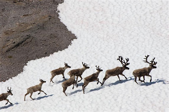 Caribou observed on the snowpack during the June 2024 survey in the Itcha-Ilgachuz range