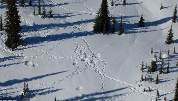 Fresh caribou tracks observed in subalpine meadow during the late winter Central Selkirks survey