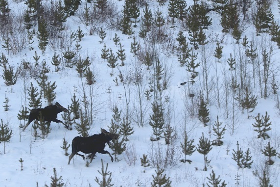 Moose observed during a survey of the Tweedsmuir-Entiako range in January 2024