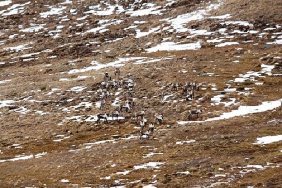 Group of 26 caribou on windswept plateau