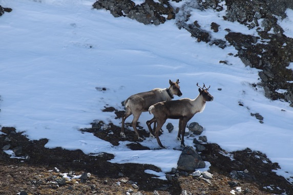 Two adult caribou cows observed during the Hart Ranges caribou survey in March 2024