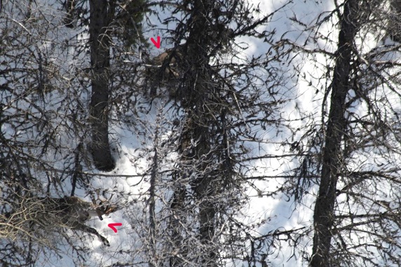 Two Caribou Hidden in Tree Canopy