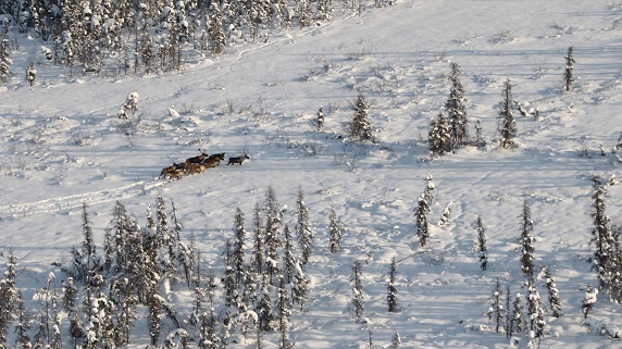 Ten Boreal caribou observed during a population survey in 2024