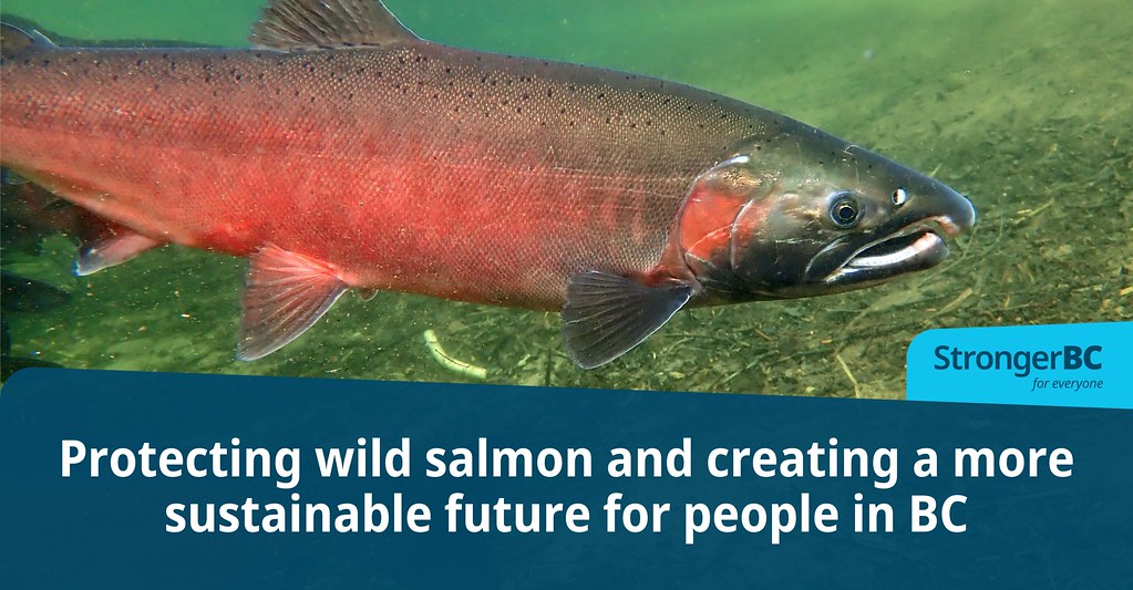 Wild salmon recovery
